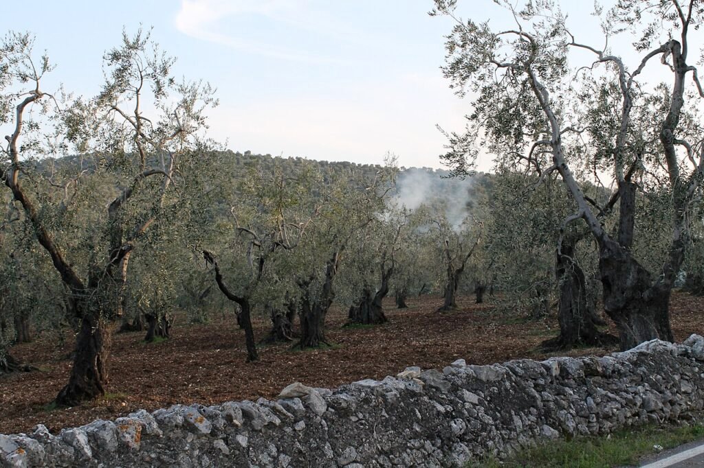 Olio d’oliva, l’Italia esporta qualità ma non ne produce abbastanza