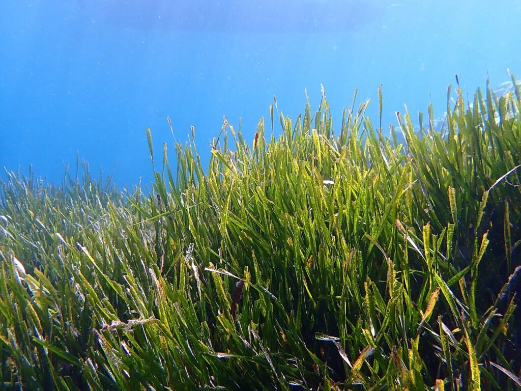 Posidonia, il segreto molecolare per fotosintetizzare nella luce blu