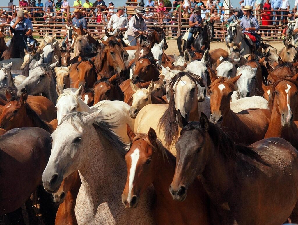 Gli yegüerizos di Doñana, i cavalieri da cui nacque il cowboy