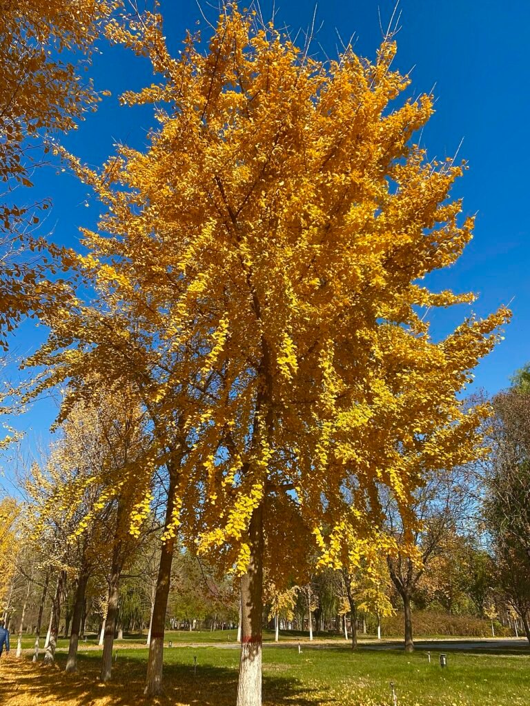 Un ginkgo di Marburgo per protagonista: il cinema botanico di Ildikó Enyedi