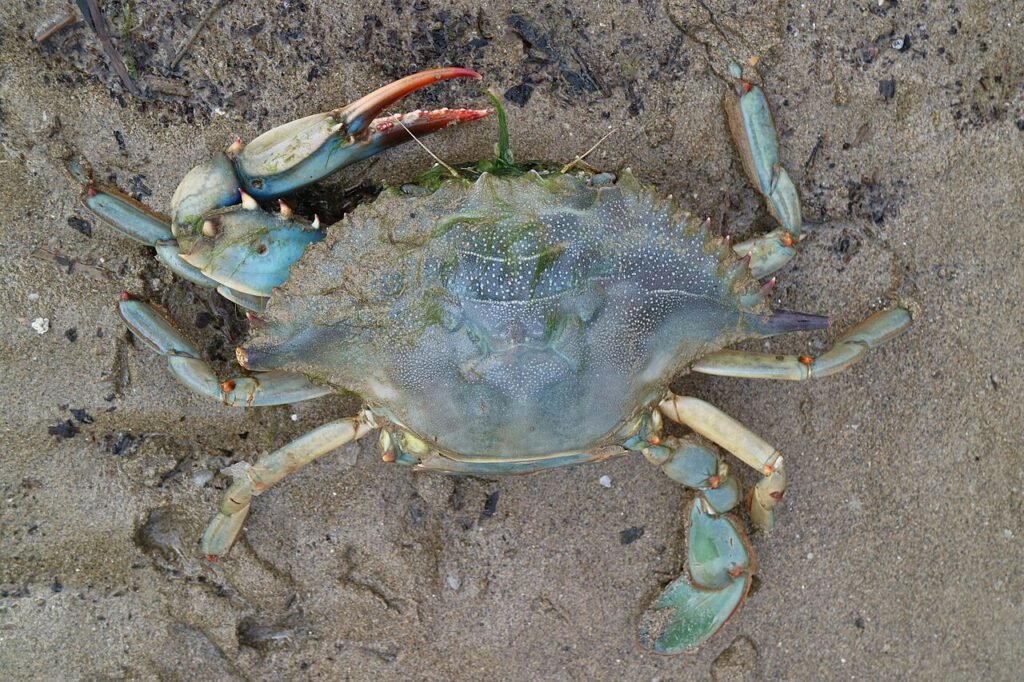 Granchio blu, dal flagello delle vongole a fonte di chitina