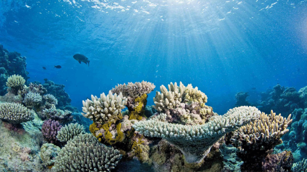Specie in fuga verso l’alto: come il caldo riscrive la vita sulla Terra