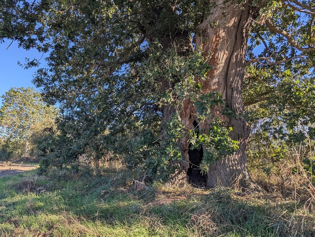 Radici, cavità, germogli: l’albero come mappa della crescita interiore
