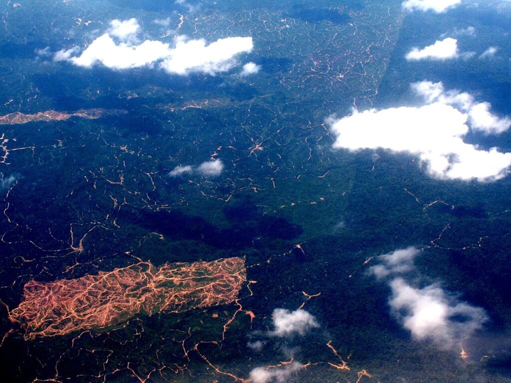 Deforestazione, il regolamento europeo che segue il caffè fino al campo