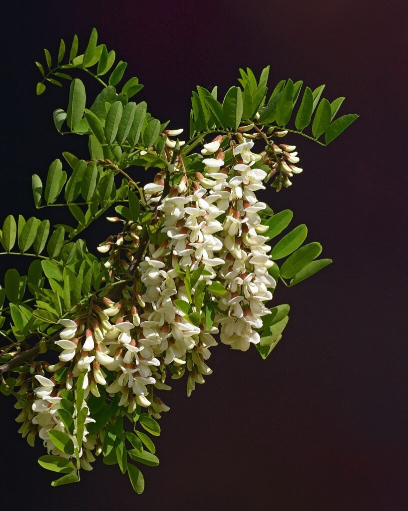 Quasi una robinia, Marta Cai racconta il lutto con il silenzio delle piante