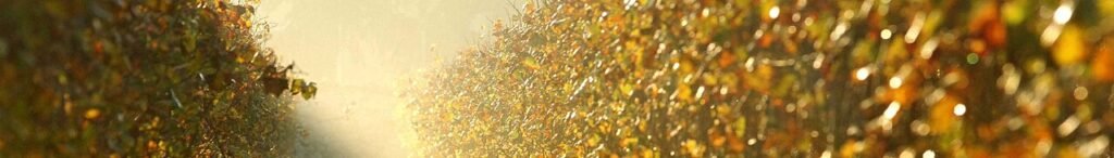I veleni della Caffaro sotto i vigneti di Franciacorta: il vino è sicuro, il suolo no