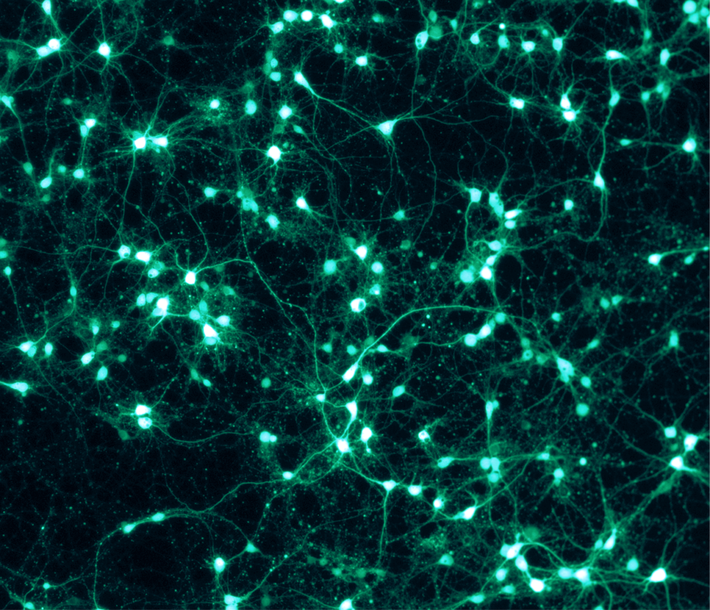 Accendere i neuroni con la luce: che cosa promette davvero l’optogenetica premiata con il Nobel
