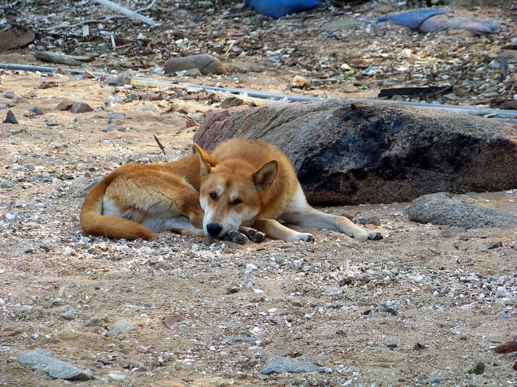 Corea del Sud, salvati 70 cani da un allevamento: l’ultimo grande intervento prima del divieto