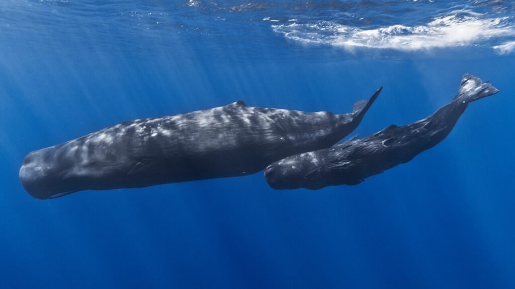 Inghiottito da una balena per ritrovare il padre: «Whalefall» al cinema dal 15 ottobre