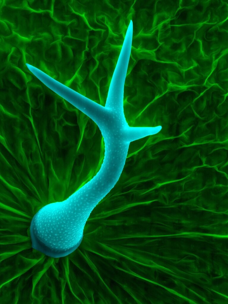 Le piante sanno che giorno è: come la durata della luce regola fioritura e letargo