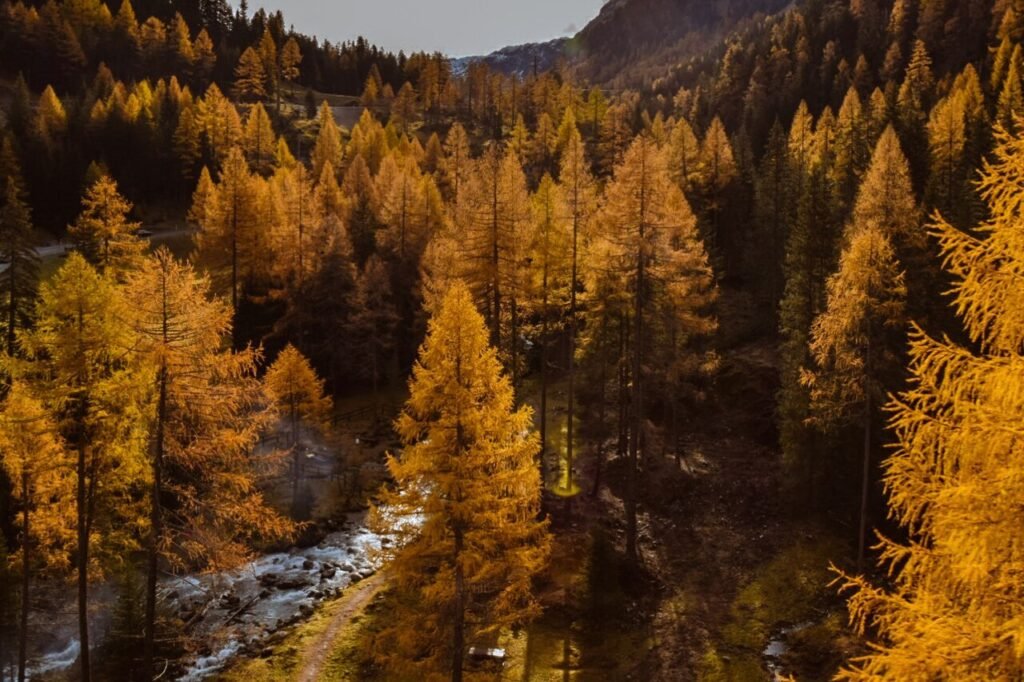 Foliage, il picco dei colori non si può prevedere: ecco perché e quali dati esistono